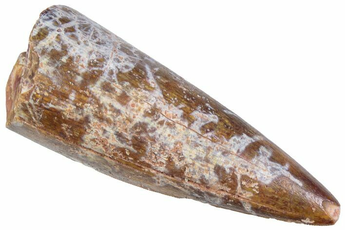 Triassic Fossil Phytosaur (Machaeroprosopus?) Tooth - Texas #315703
